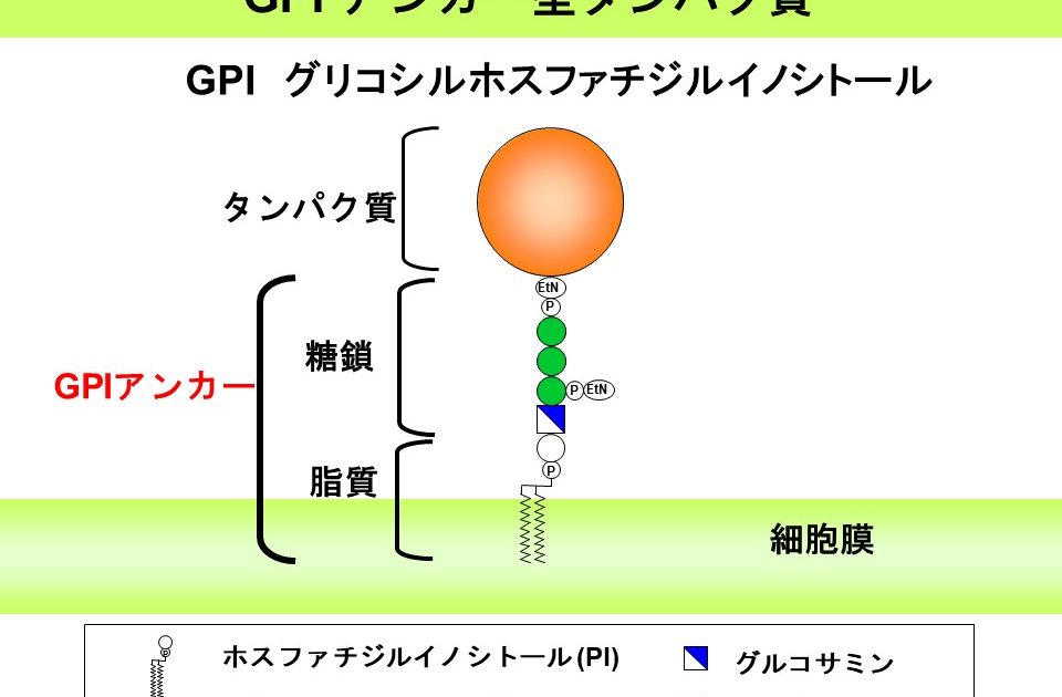 GPIアンカー型タンパク質の生物学と医学 | 大阪大学×SDGs