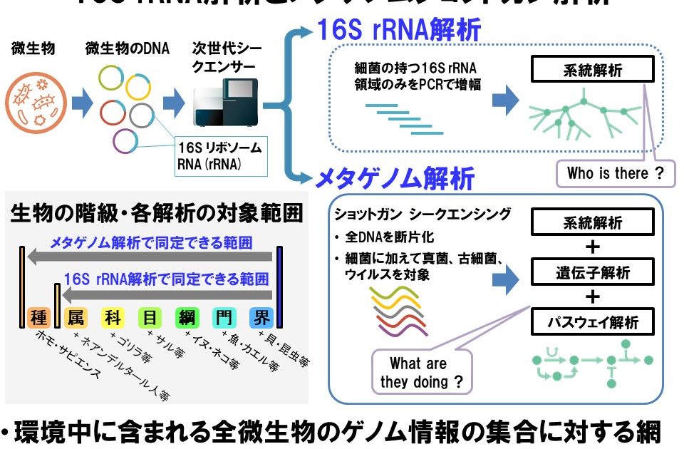 腸内細菌叢メタゲノムに基づく疾患発症予測 | 大阪大学×SDGs