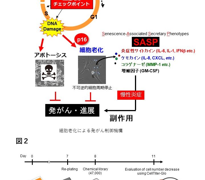 細胞老化の制御による健康寿命の延伸 | 大阪大学×SDGs