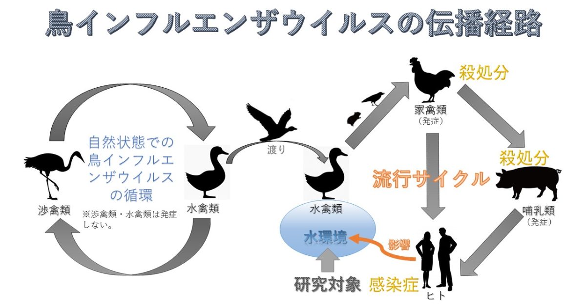 分光と人工知能を用いた人獣共通感染症の予防法構築のための研究 