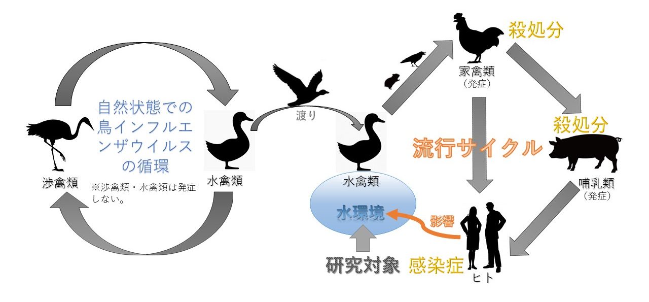 分光と人工知能を用いた人獣共通感染症の予防法構築のための研究 