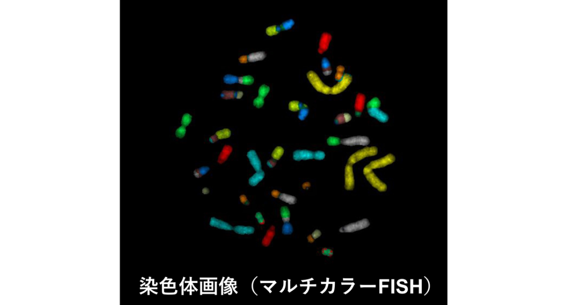 バイオ医薬品生産のための新規宿主細胞の作製 (Development of